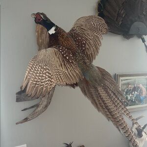 Decorative Pheasant Wall Mount